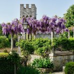 Vistéria čínska (Wisteria sinensis) ´PROLIFIC´- výška 190-210 cm, obvod kmeňa 8/10 cm, kont. C20L - NA KMIENKU